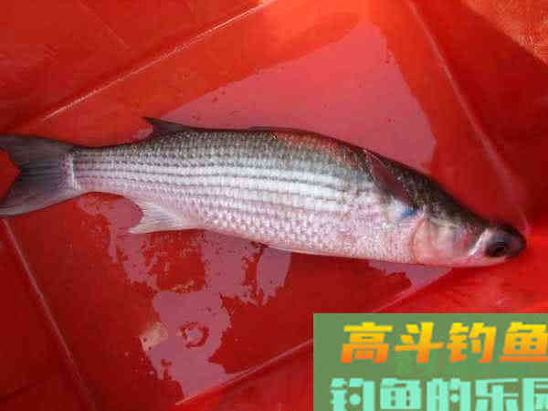 鲻鱼如何钓,钓内河鲻鱼的方法与技巧 鲻鱼如何钓,钓内河鲻鱼的方法与技巧