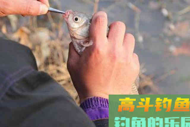 二十年老钓手再次泄露，每次狂拉板鲫都用这钓法