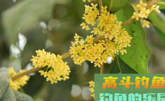 鳊鱼怎么钓更好？中秋过后采用这种钓法效果好