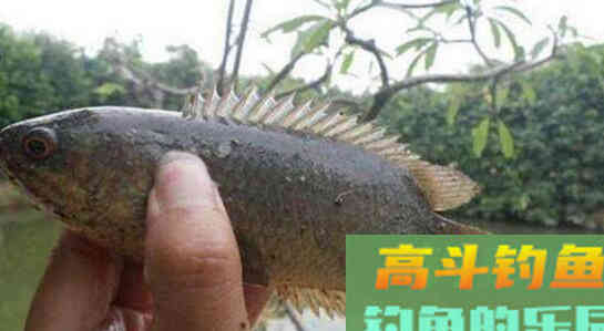 鲫鱼有哪些种类？没想到竟然有这么多种