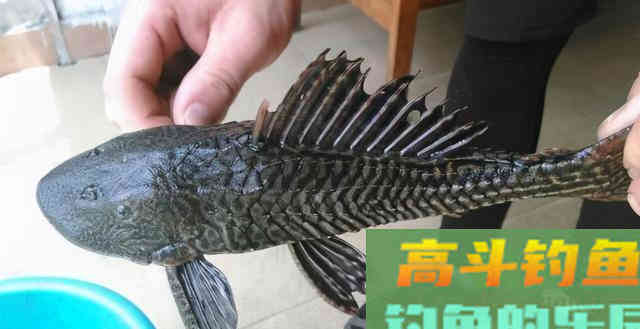 暴晒10个小时毫发无伤！这种鱼如何练就金刚不坏之身