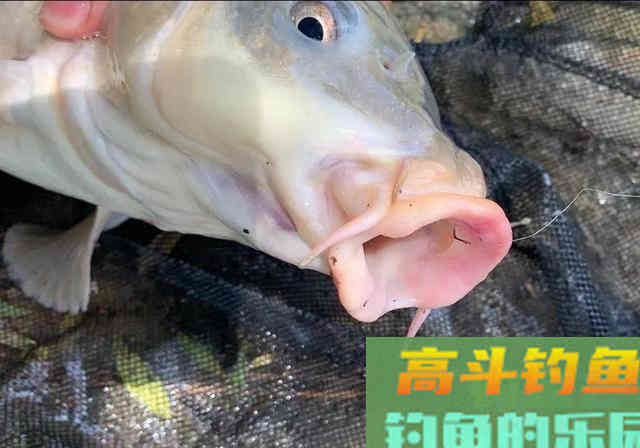 酒米打窝能诱鲤鱼吗？喜欢钓鲤鱼的注意