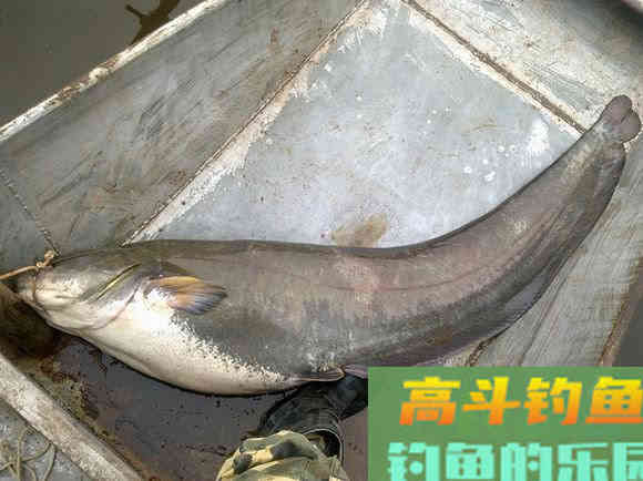 鲶鱼是否也适合路亚钓法？路亚鲶鱼掌握这4点很重要