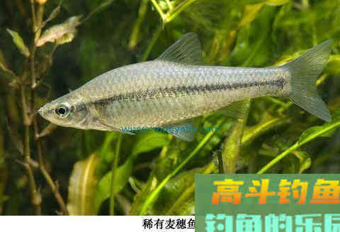 娇小麦穗鱼，已成功&ldquo;入侵&rdquo;34国！欧洲成了&ldquo;重灾区&rdquo;？