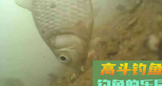 钓鲫鱼重在诱,窝料打太多实属浪费 钓鲫鱼重在诱,窝料打太多实属浪费