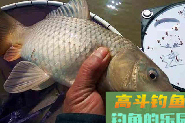 最近很火的鲤鱼新钓法,30年老司机试过后,也叫好 最近很火的鲤鱼新钓法,30年老司机试过后,也叫好