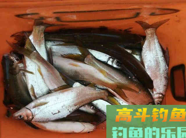 嘴巴小尾巴黄，3两重的冲劲很大，这鱼该如何垂钓