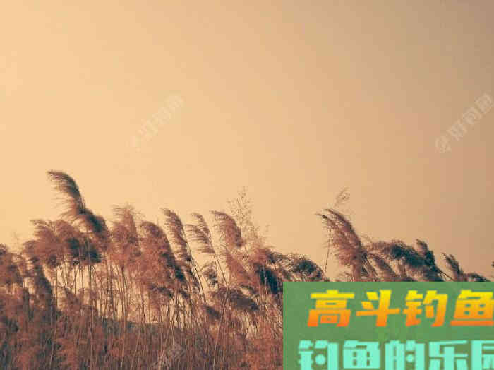 关于秋冬降温野钓鲫鱼的若干问题 关于秋冬降温野钓鲫鱼的若干问题