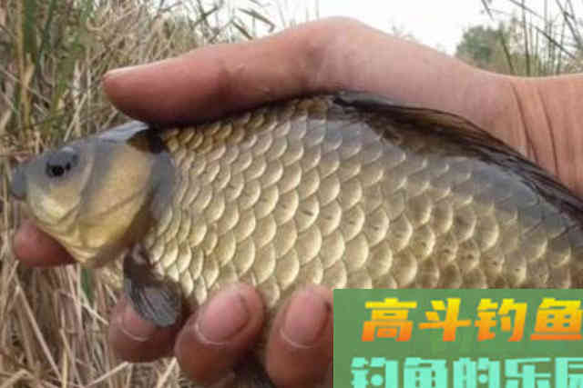 天冷后，大板鲫就不咬钩了？那是你没用这狠招