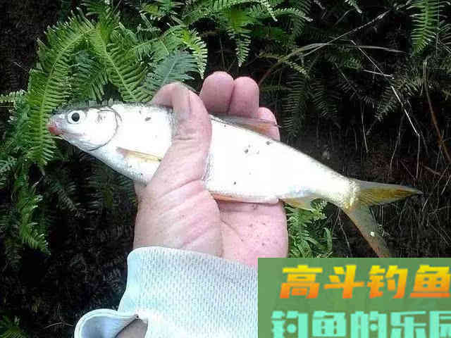如何垂钓黄尾鱼，老手最有效果的4个办法