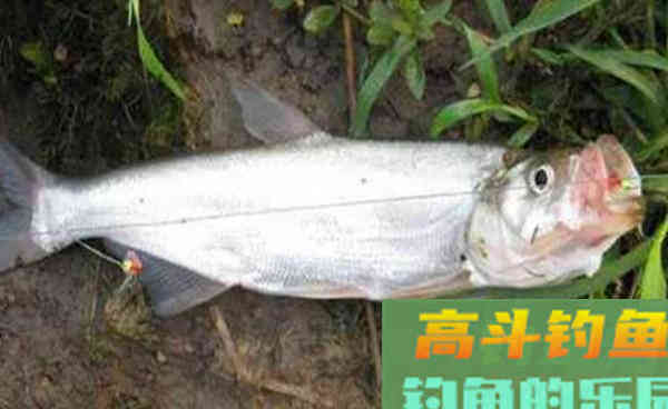 没钓过大翘嘴?试试这种方法,简单实用,鱼获有保障 没钓过大翘嘴?试试这种方法,简单实用,鱼获有保障