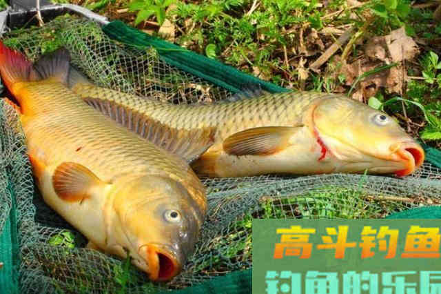 降温后，对付鲤鱼比钓草鱼还难？那是你没做到这3点