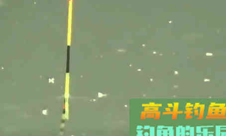 为什么鲤鱼总是脱钩？因为它用这5个套路把你骗了