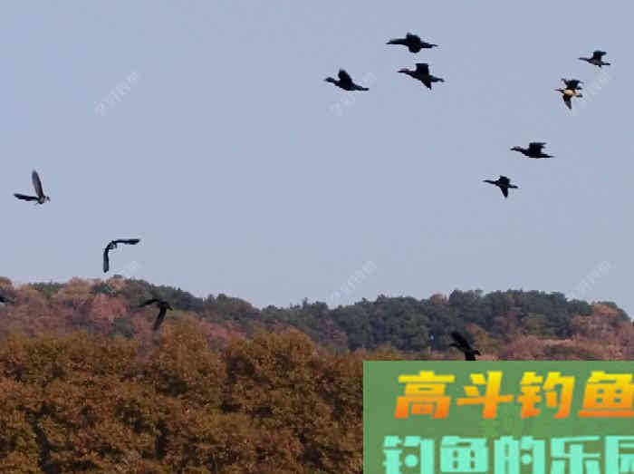 冬钓轻口鲫鱼的方法，谈鲫鱼若干漂相与应变技巧
