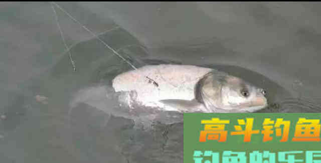 手竿钓鲢鳙：细分4个原因，避免有口不中鱼的提空竿