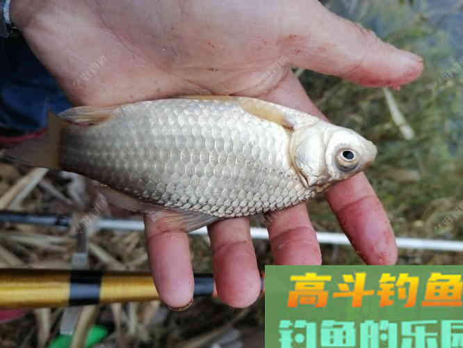 春季野钓鲫鱼的4个技巧分享,新手必看,让你更好的钓鱼 春季野钓鲫鱼的4个技巧分享,新手必看,让你更好的钓鱼