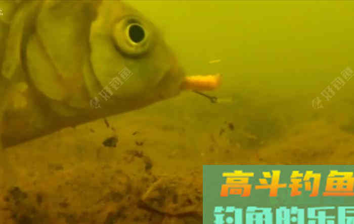 野钓策(19)鲫鱼习性与施钓的关联性 野钓策(19)鲫鱼习性与施钓的关联性