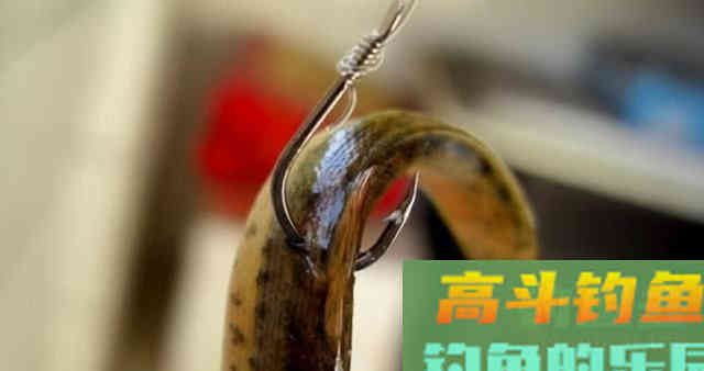 手竿也能钓到鳜鱼?钓鱼人非要这么干,我有两种方法 手竿也能钓到鳜鱼?钓鱼人非要这么干,我有两种方法