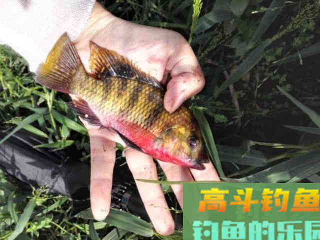 罗非鱼的习性解析，解析它爱谈恋爱的钓法