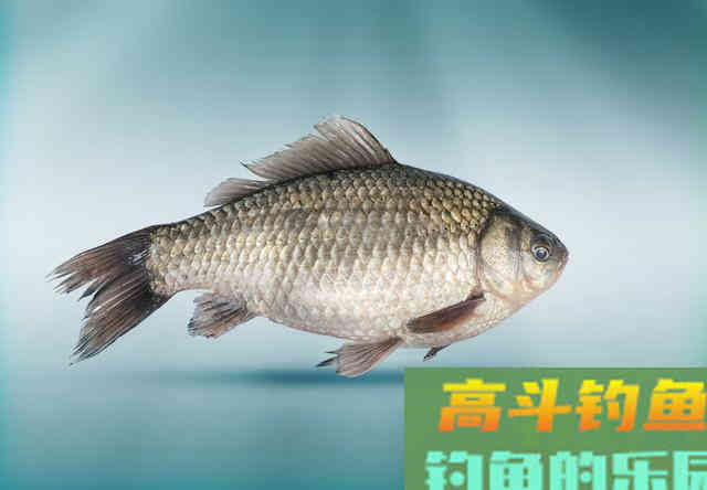 两指大的鲫鱼,凭什么受到全国钓友的热烈追捧 两指大的鲫鱼,凭什么受到全国钓友的热烈追捧