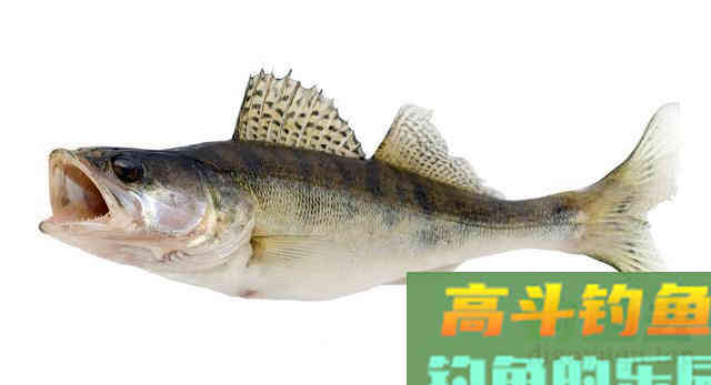 学会这几个钓鲈鱼技巧，每次出钓让你从不空手而归