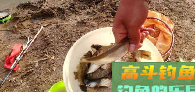 白条学会这样钓，直接拉到手软