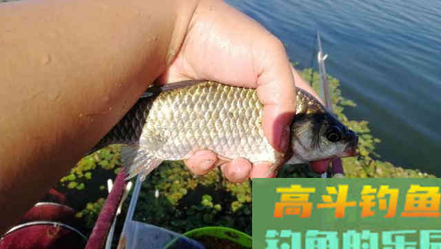 钓鲫鱼出现这七种漂相，都是鱼口，一抓一个准
