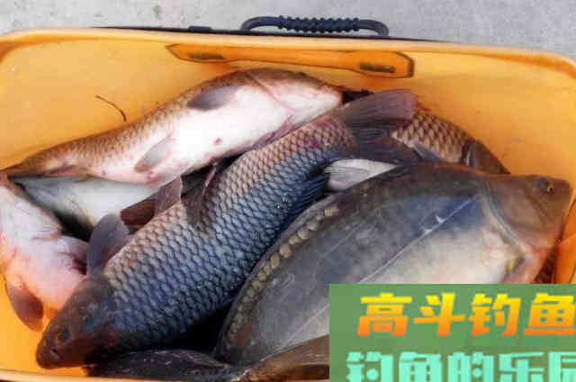狂拔大鲤鱼的惯用伎俩,一般人还真学不来 狂拔大鲤鱼的惯用伎俩,一般人还真学不来