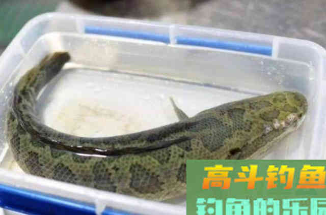 不得不承认,自从我有了这黑鱼钓法,特过瘾 不得不承认,自从我有了这黑鱼钓法,特过瘾
