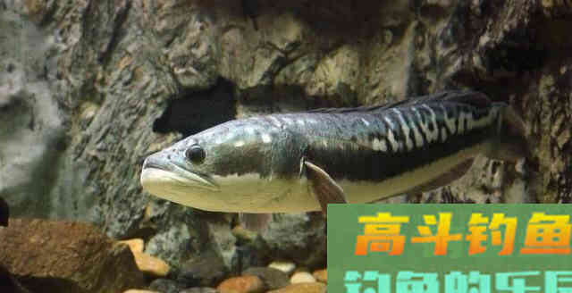 雷强黑鱼怎么钓？应该从鱼杆、拟饵、钓点、钓法入手