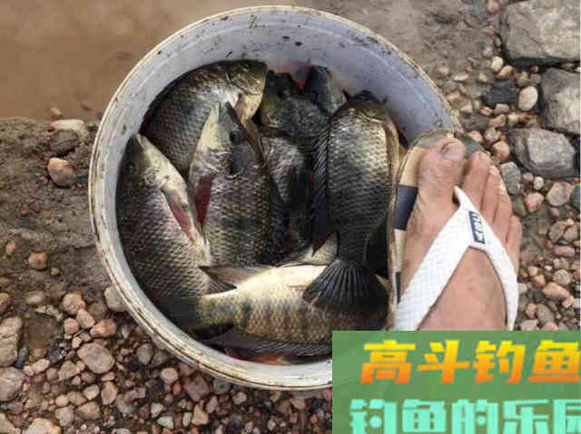 罗非鱼的习性解析，解析它爱谈恋爱的钓法