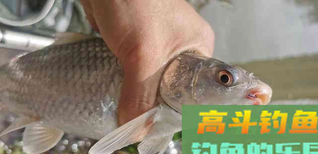 泰鲮、麦鲮凭什么把土鲮坑了？就凭你不认识它