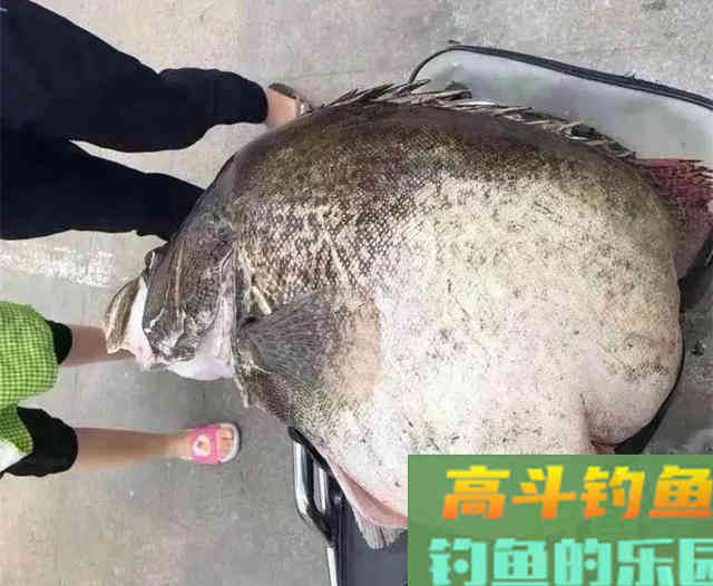 捕获一条50多斤的鳜鱼,钓友却不敢吃 捕获一条50多斤的鳜鱼,钓友却不敢吃