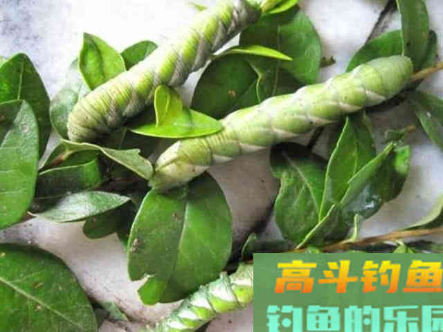 钓鲶鱼的四种动物荤饵,的实用技巧 钓鲶鱼的四种动物荤饵,的实用技巧