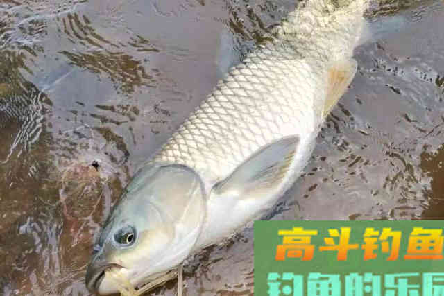 伏天太热,换用这草鱼钓法,连老司机都赞不绝口 伏天太热,换用这草鱼钓法,连老司机都赞不绝口