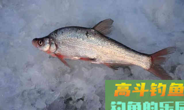 10种吃不起的淡水鱼,钓到这些鱼你就赚大了 10种吃不起的淡水鱼,钓到这些鱼你就赚大了