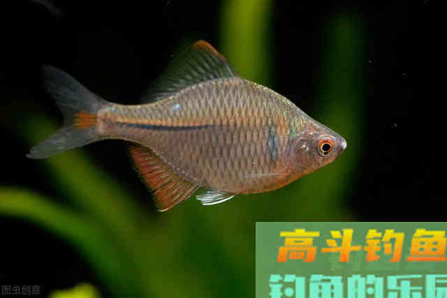 4种曾经被嫌弃的鱼，原来这么值钱