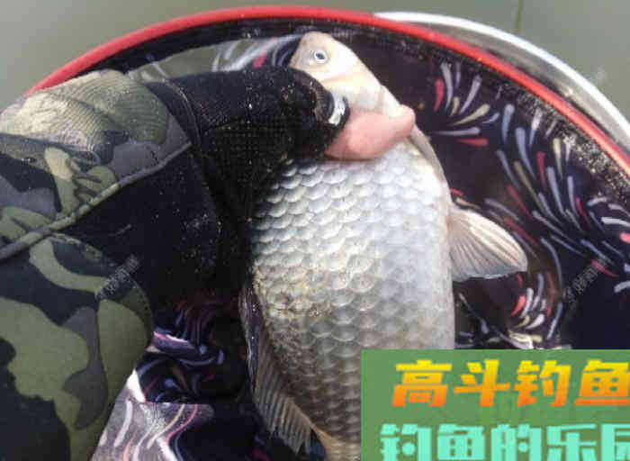 冬钓大鲫气温与鱼性和水深浅定位，窝饵与酒米作用