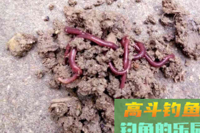 秋天反而钓不好大板鲫?只因看到这3个套路让我改变 秋天反而钓不好大板鲫?只因看到这3个套路让我改变