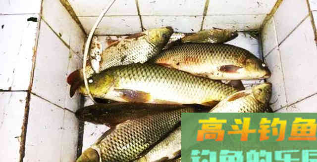 钓鲤鱼记住这几点,钓鱼不再难,爱钓鱼的别错过 钓鲤鱼记住这几点,钓鱼不再难,爱钓鱼的别错过