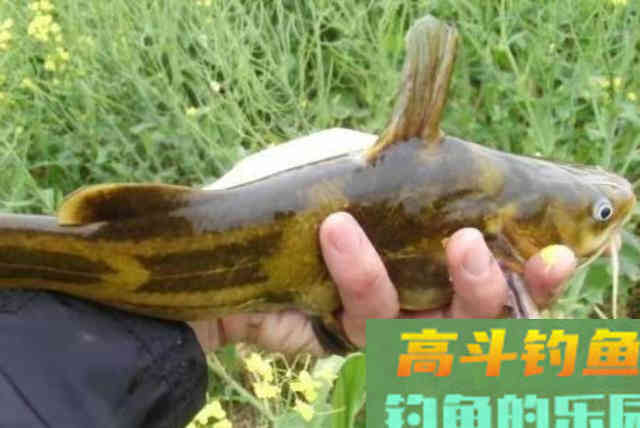 黄骨鱼这样钓太过瘾了,一周钓六次都不嫌多 黄骨鱼这样钓太过瘾了,一周钓六次都不嫌多