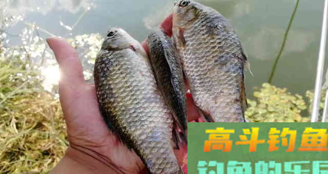 真正的钓鲫鱼高手从来不打窝,都是这样去开饵 真正的钓鲫鱼高手从来不打窝,都是这样去开饵
