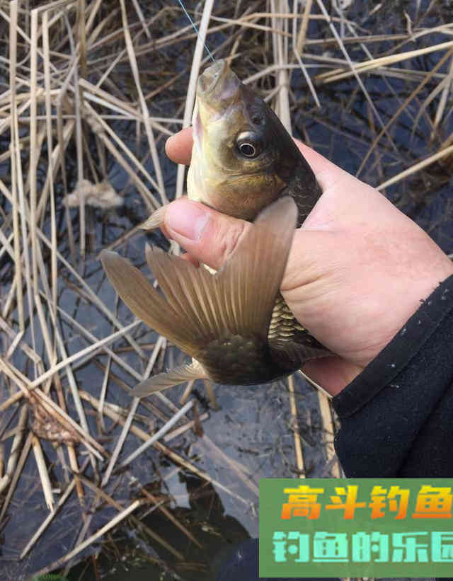 老钓友分享野钓鲫鱼攻略
