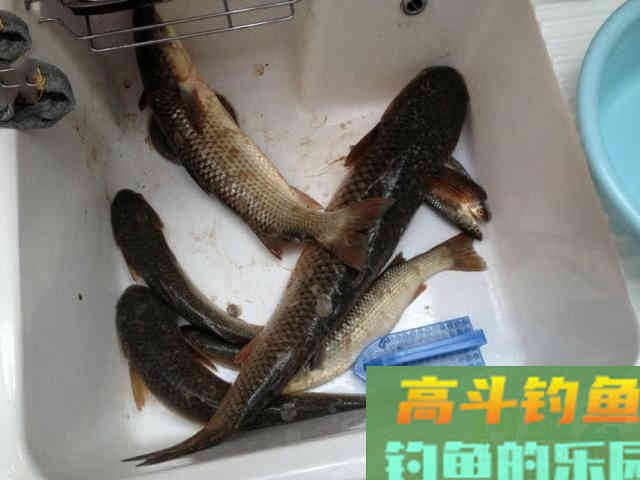 鲻鱼如何钓,钓内河鲻鱼的方法与技巧 鲻鱼如何钓,钓内河鲻鱼的方法与技巧