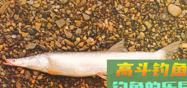 自83年出现过一次，鯮鱼已整整37年未见踪迹