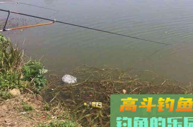 确认过眼神，秋天拥有这鳊鱼钓法最霸气