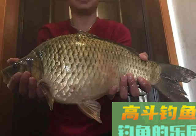 用这种笨办法，立刻区别土鲫、银鲫和工程鲫