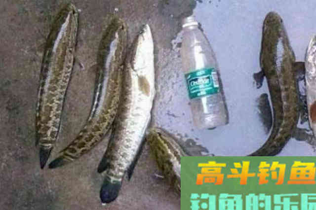到初秋，黑鱼才最好钓，一钓就爆护