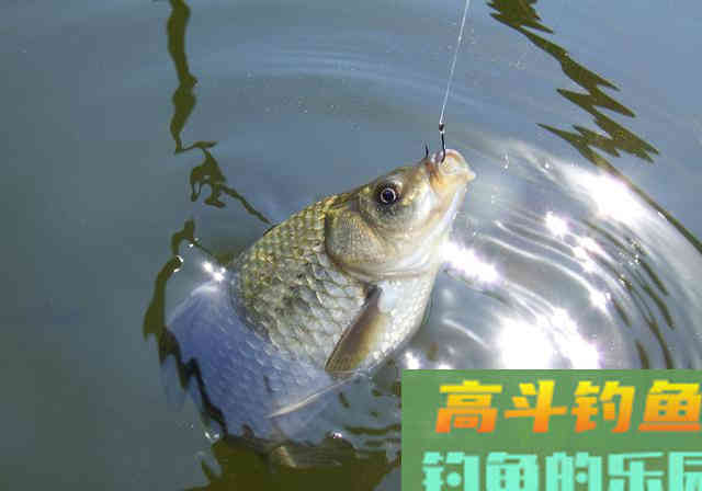 冬季水温低鲫鱼难钓，学会3逗钓技巧野钓鲫鱼