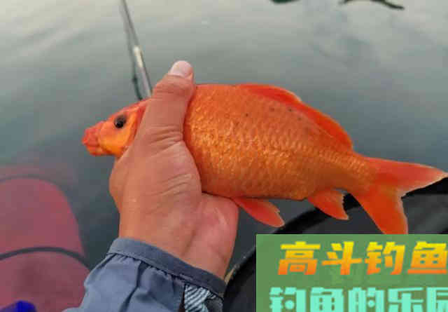 5斤以上的野生鲤鱼得这样钓!鲤鱼狡猾分等级 5斤以上的野生鲤鱼得这样钓!鲤鱼狡猾分等级